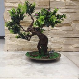 Бонсай своими руками