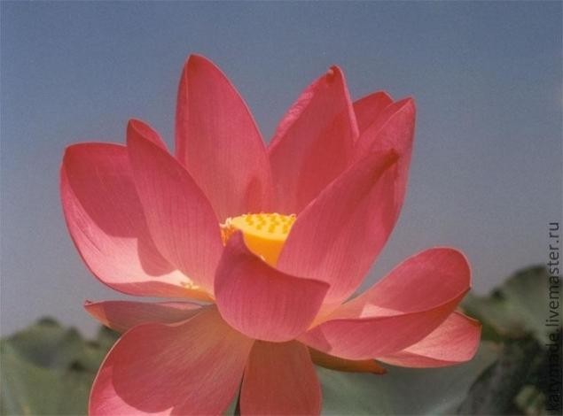 Лотос из флористической гофрированной бумаги и конфеты: часть 1