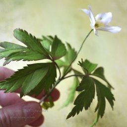 Создаем цветок "Ветреница дубравная" из фоамирана: мастер-класс, часть 1