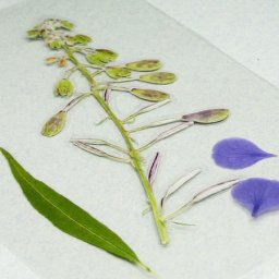 Как просто заламинировать гербарий: часть 2