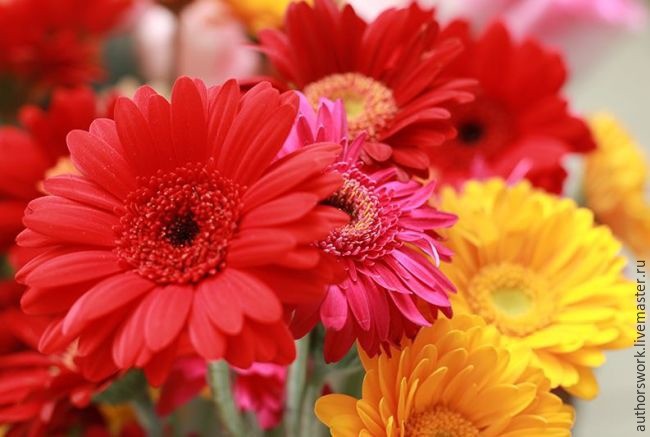 Гербера из фоамирана: часть 1