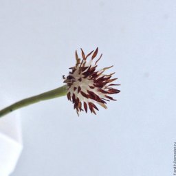 Делаем тычинки для цветов за 5 минут