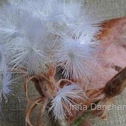 Как я делала пушистый одуванчик