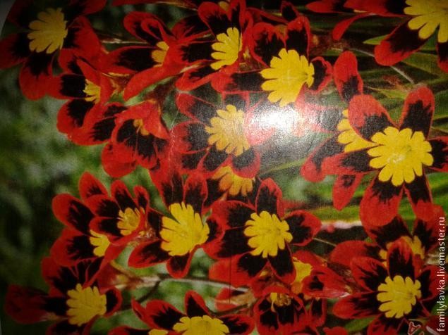 Спараксис "Властелин огня" из атласной ленты своими руками: часть 1