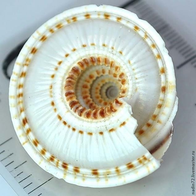 Брошь-улитка: мастер-класс, часть 1