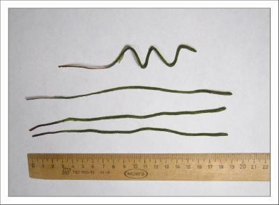 Создаем куст роз из бисера: часть 5