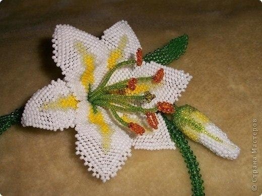 Лилия из биcеpa Лилия из биcеpa