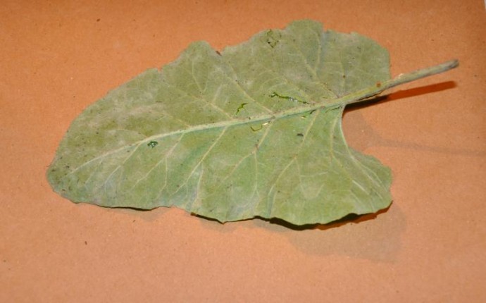 ​Мастер-класс по изготовлению оригинального блюда "Листья": часть 1