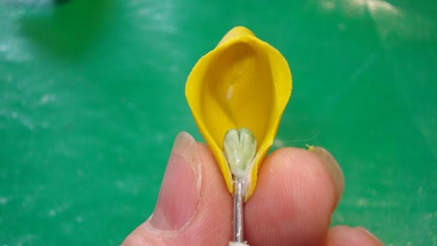 Венерин Башмачок: часть 2