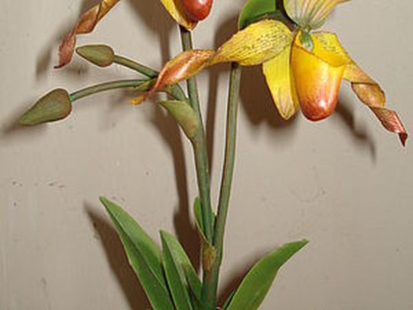 Венерин Башмачок: часть 2