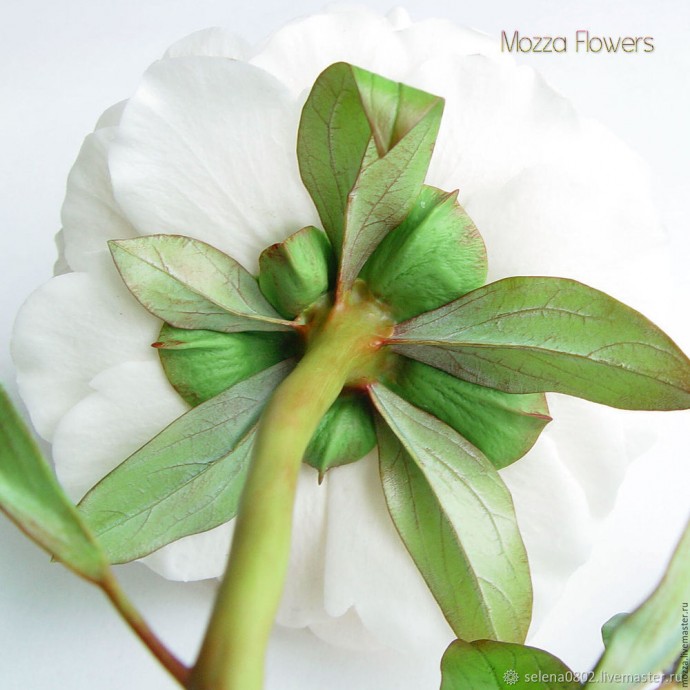 Создаём пион из холодного фарфора: часть 1