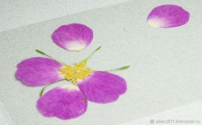 Как просто заламинировать гербарий: часть 2 Как просто заламинировать гербарий: часть 2