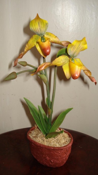 Венерин Башмачок: часть 2