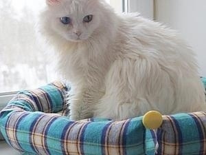 Мастерим лежак для домашнего питомца