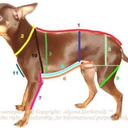 Снятие мерок с домашних животных