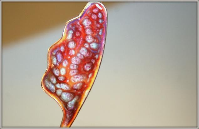 Создаем волшебные крылья