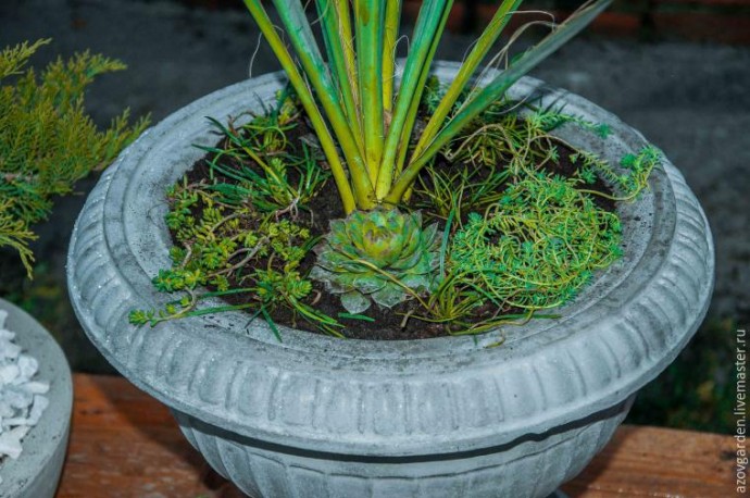 ​Создаем мини-сад из суккулентов в бетонном уличном вазоне