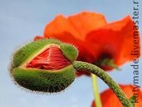 Маковый бутон из флористической гофрированной бумаги и конфеты: часть 2