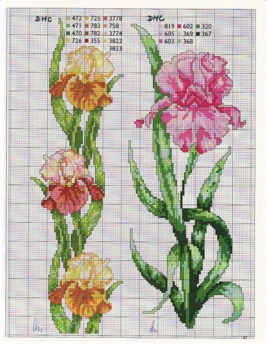 Прелесть ирисов