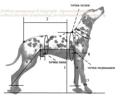 Снятие мерок с домашних животных