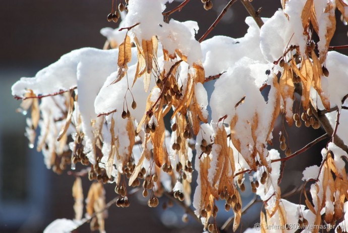 Мастерим ёлку из природных материалов: часть 1