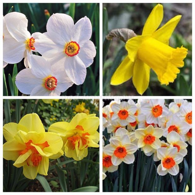 Как сделать нарциссы из пластиковых бутылок