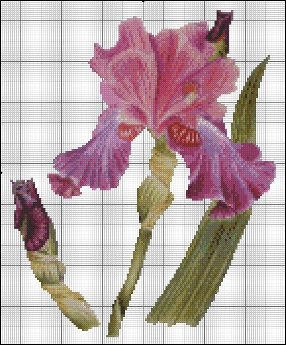 Прелесть ирисов