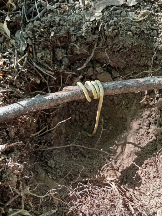 Изготовление земляных травных свечей в лесу Изготовление земляных травных свечей в лесу