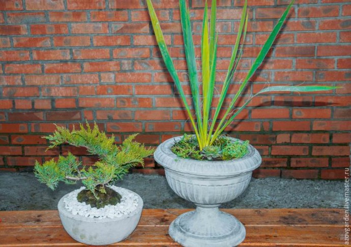 ​Создаем мини-сад из суккулентов в бетонном уличном вазоне