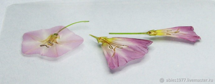 Как просто заламинировать гербарий: часть 2 Как просто заламинировать гербарий: часть 2