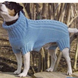 ​Комбинезон для собаки