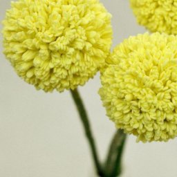 Создание краспедии из фоамирана