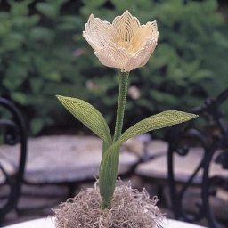 Белый тюльпaн из биcepa