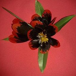 Спараксис "Властелин огня" из атласной ленты: часть 2