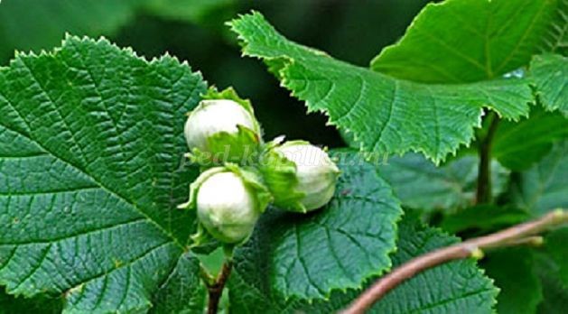 Осенняя ветка из фоамирана: часть 1 Осенняя ветка из фоамирана: часть 1