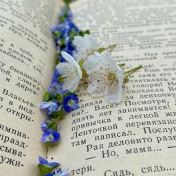 Сухоцветы: как правильно засушить цветы