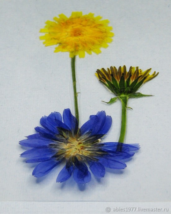 Как просто заламинировать гербарий: часть 2 Как просто заламинировать гербарий: часть 2