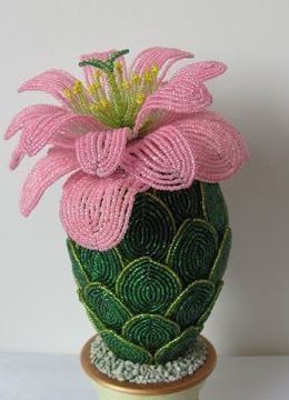 ​Кактус "Розовая мечта"