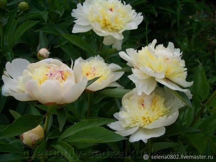 Создаём пион из холодного фарфора: часть 1