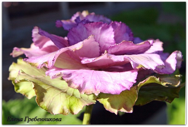 Брассика из холодного фарфора: мастер-класс, часть 3