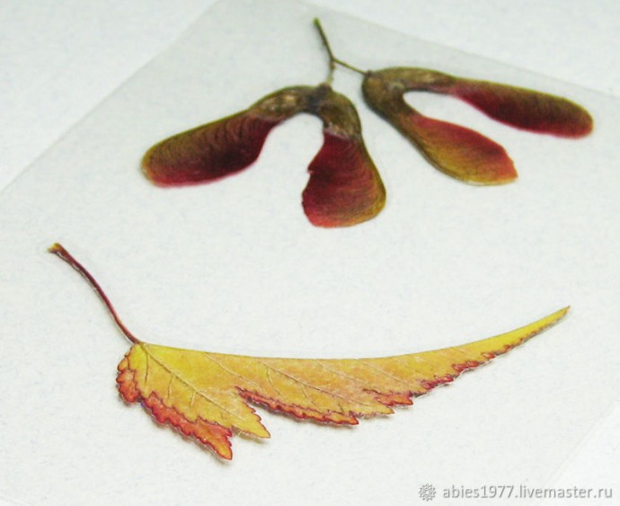 Как просто заламинировать гербарий: часть 2 Как просто заламинировать гербарий: часть 2