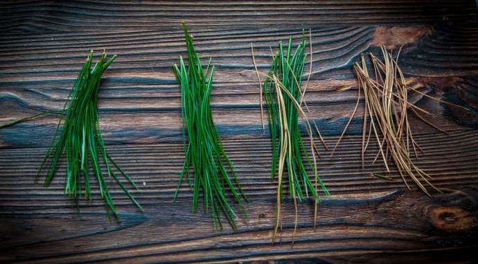 ​Подставка под горячее из хвои