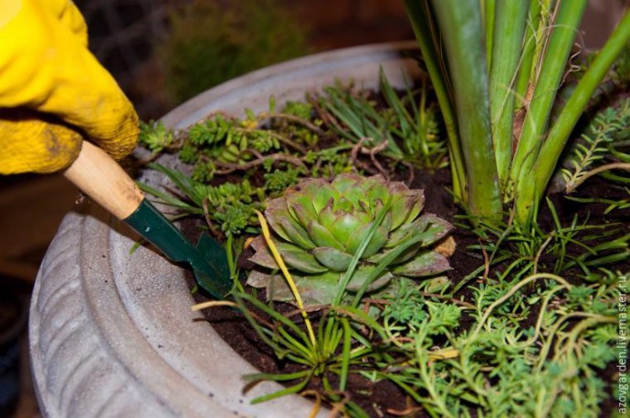 ​Создаем мини-сад из суккулентов в бетонном уличном вазоне