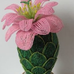 ​Кактус "Розовая мечта"