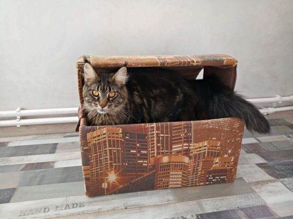 Делаем домик для кошки Делаем домик для кошки