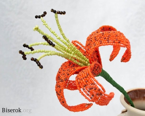 Лилия тигровая