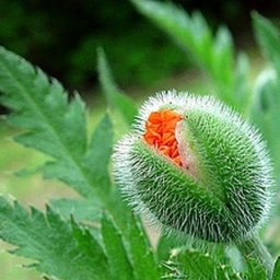 Маковый бутон из флористической гофрированной бумаги и конфеты: часть 3