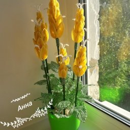 ​Пахистахис из бисера