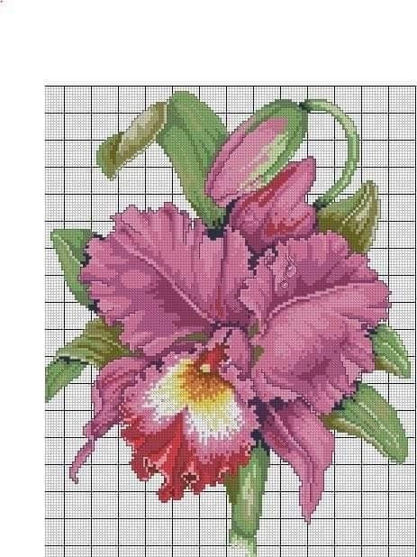 Прелесть ирисов