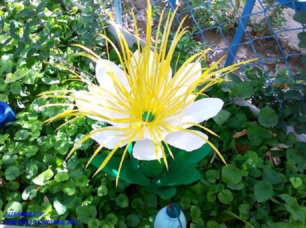 Цветы из пластиковых бутылок